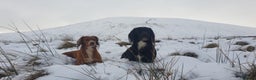Cocker Spaniel dogs for stud: Proven kc reg working cocker in Preston - Advert 6