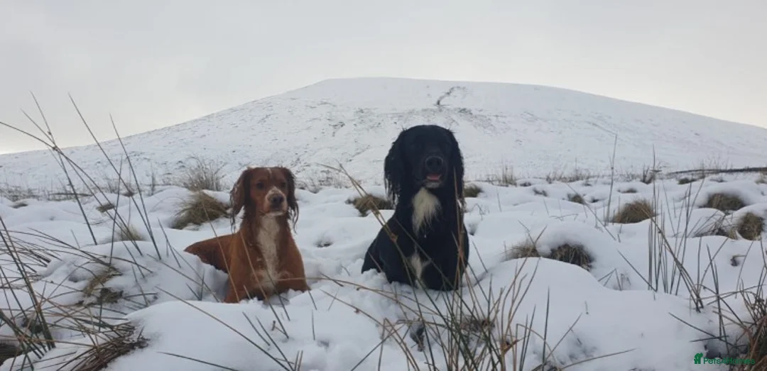 Cocker Spaniel dogs for stud: Proven kc reg working cocker in Preston - Advert 6
