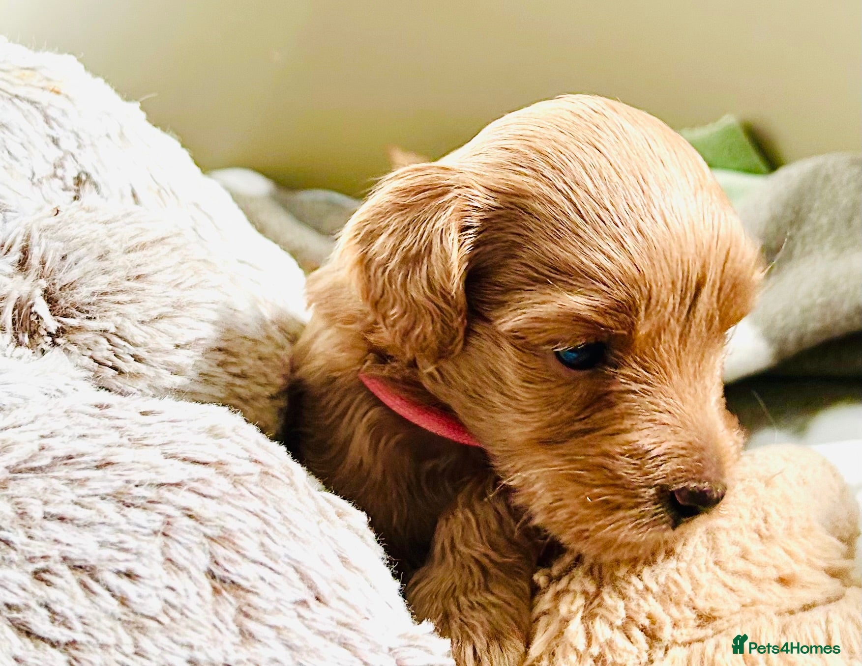 Labradoodle dogs Gorgeous 🌸🌸 F1BB Miniature Labradoodle Puppies - Advert 2