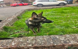German Shepherd dogs for sale: Katie Potter - Image 7