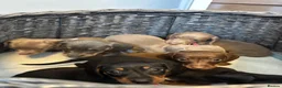 Miniature Dachshund dogs for sale: Miniature dachshunds  in Runcorn - Advert 16