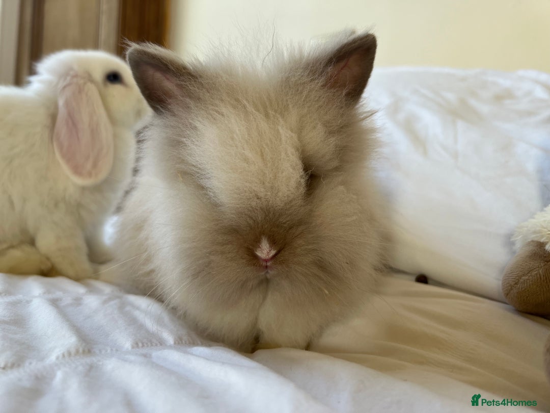 Mini Lop rabbits for sale: Mini lop and Lionheads for sale  - Image 6