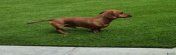 Miniature Dachshund dogs for stud: Miniature Shaded Red Dachshund for Stud PRA Clear in Faringdon - Advert 2