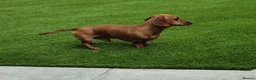 Miniature Dachshund dogs for stud: Miniature Shaded Red Dachshund for Stud PRA Clear in Faringdon - Advert 2
