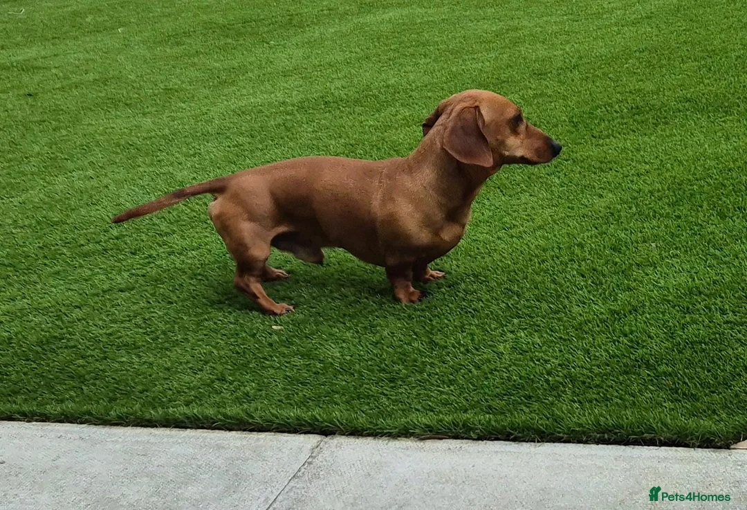 Miniature Dachshund dogs for stud: Miniature Shaded Red Dachshund for Stud PRA Clear in Faringdon - Advert 2