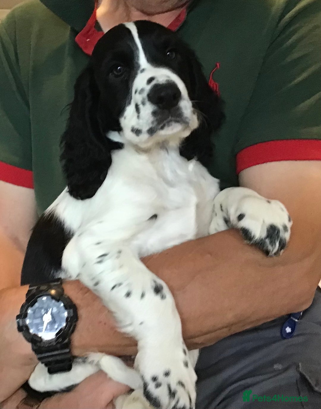 Cocker Spaniel dogs for sale: LAST PUPPY, READY 2 GO, 5* COCKER SPANIELS - Image 10