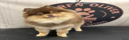 Pomeranian dogs for stud: Beautiful boy for stud in Monmouth - Advert 1