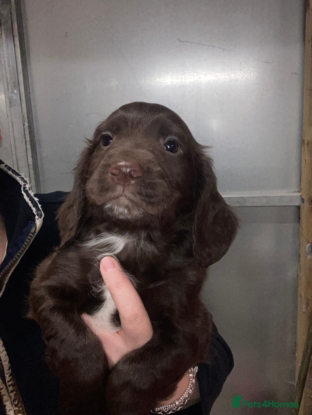 Sprocker dogs for sale: Sprocker spaniels  - Image 2