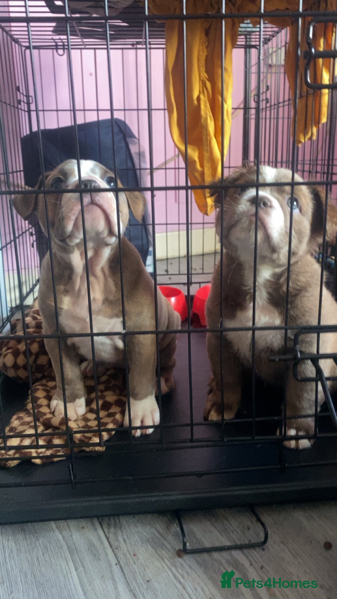 Olde English Bulldogge dogs for sale: Olde English bulldog pups - Advert 17