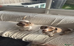 Miniature Dachshund dogs for sale: Miniature Dachshund Puppies - Image 12