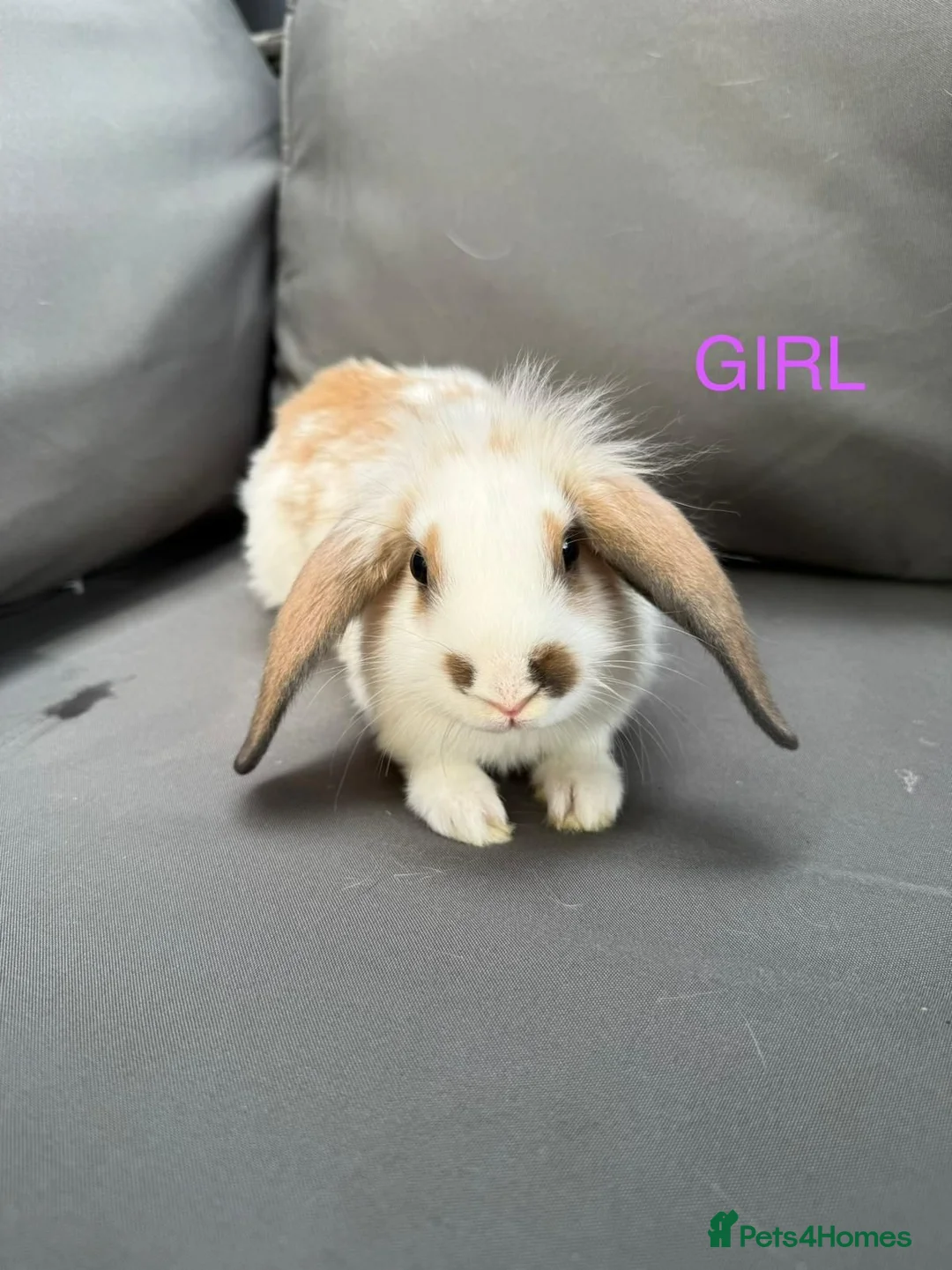 Mixed Breed rabbits for sale: 3 beautiful bunnies  - Advert 7