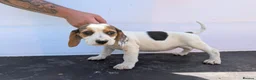Beagle dogs for sale: Gorgeous Beagle puppies - Advert 8
