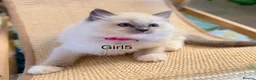 Ragdoll cats for sale: Stunning  European bloodline Ragdoll kittens  - Advert 28