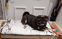 Pug dogs for stud: Kc Registered blu & tan PUG STUD in Bradford - Image 2