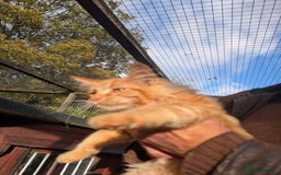 Maine Coon cats for sale: Active Maine Coon kitten - Image 2