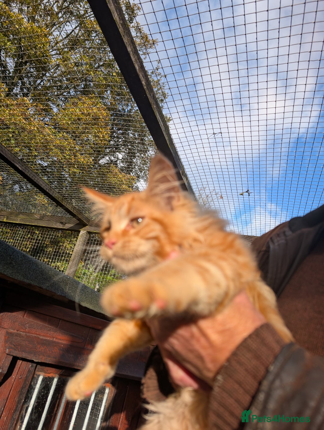 Maine Coon cats for sale: Active Maine Coon kitten - Image 2