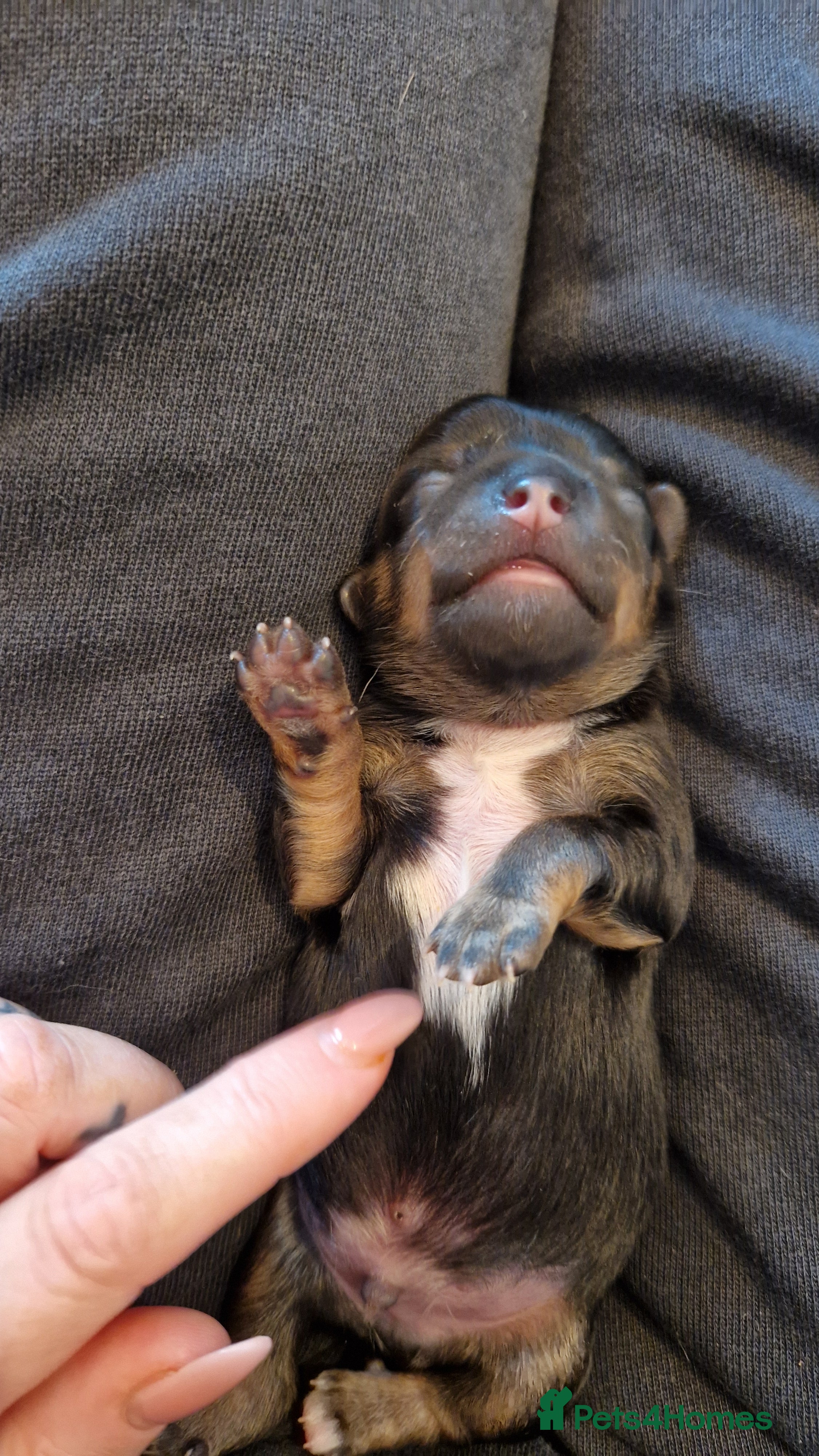 Jack Chi dogs JACK CHI PUPPIES  - Advert 2