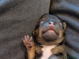 Jack Chi dogs JACK CHI PUPPIES - Advert 2