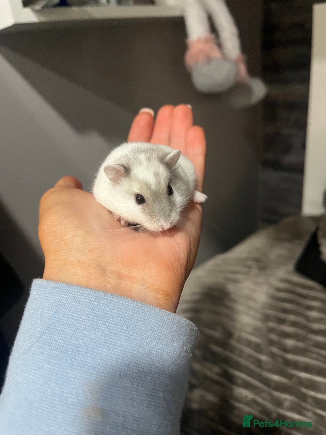 Hamster rodents for sale: Russian dwarf hamster  - Advert 1