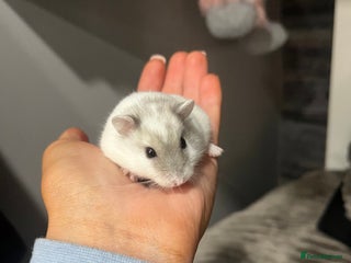 Hamster rodents Russian dwarf hamster - Advert 1