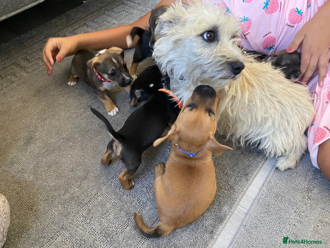 Jack Russell dogs for sale: Jack Russell pups - Advert 7