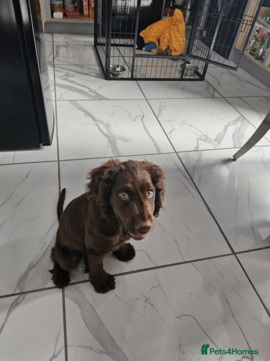 Mixed Breed dogs for sale: Cocker spaniel x patterdale pup for sale - Advert 2