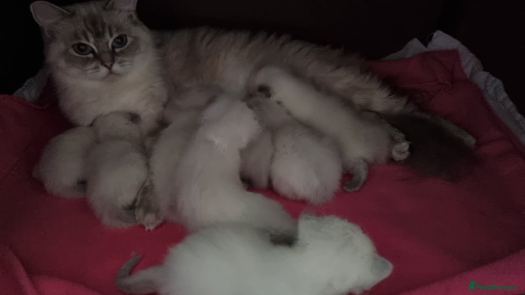 Ragdoll cats for sale: Pedigree ragdoll kittens  - Image 7