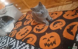 Scottish Fold cats for sale: Scottish fold and british short-hair cats - Advert 3