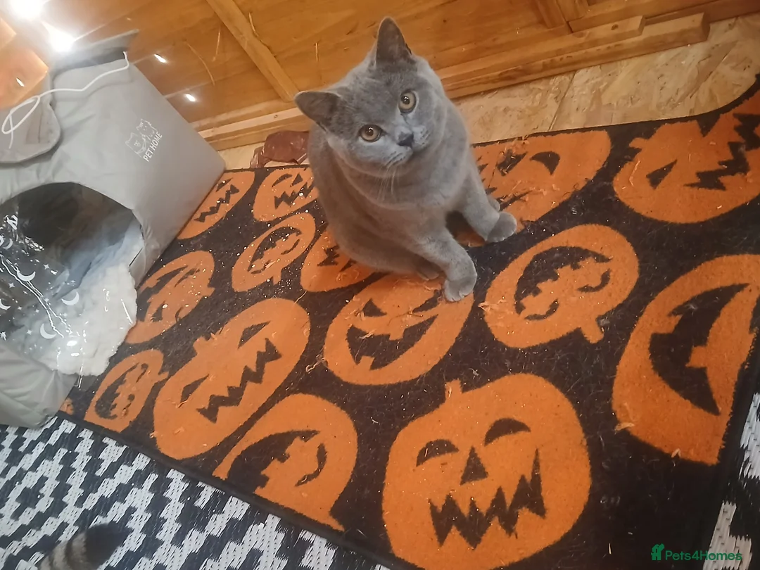 Scottish Fold cats for sale: Scottish fold and british short-hair cats - Advert 3