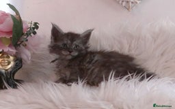 Maine Coon cats for sale: 2 kittens left In Search of Loyal Human Servant - Image 1