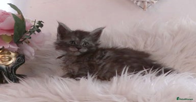 Maine Coon cats - Advert 16