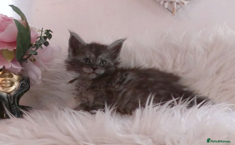 Maine Coon cats - Advert 1