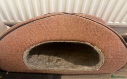 Mixed Breed cats for sale: Female Cat with everything she needs 🤍 - Advert 7