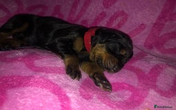 Dobermann dogs for sale: European Dobermann puppies for sale  - Image 13