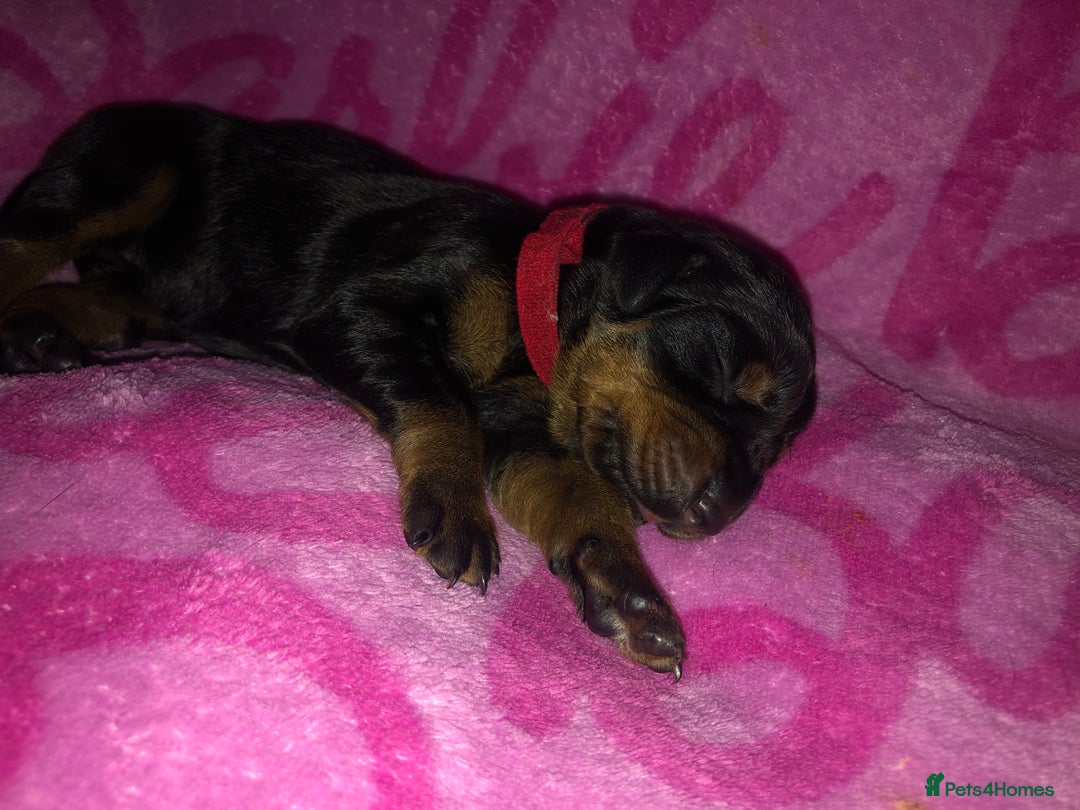 Dobermann dogs for sale: European Dobermann puppies for sale  - Image 13