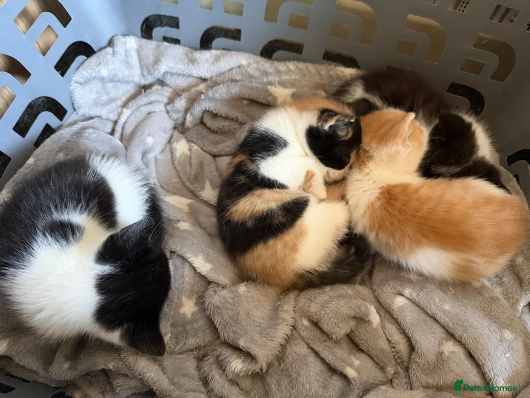 Mixed Breed cats for sale: Kittens for sale  - Advert 2