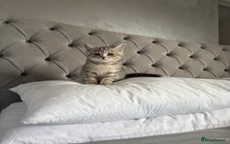 Scottish Fold cats for sale: 5 kittens Ready to find their forever homes  - Image 7