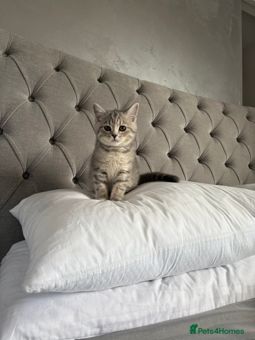 Scottish Fold cats for sale: 5 kittens Ready to find their forever homes  - Image 7