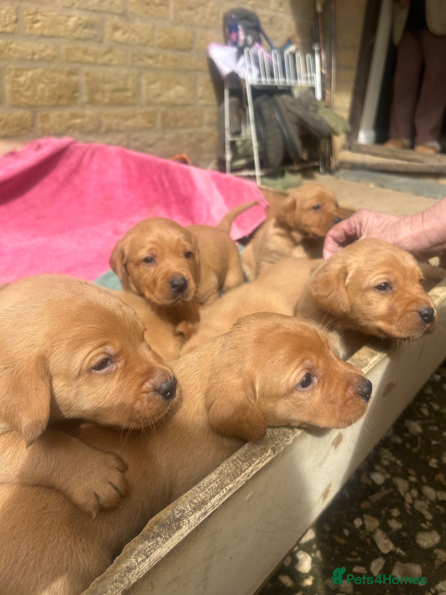 Labrador Retriever dogs KC Reg Fox Red Labrador Puppies - Advert 12