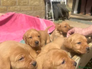 Labrador Retriever dogs KC Reg Fox Red Labrador Puppies - Advert 12