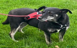 Mixed Breed dogs for adoption: Jane – looking for her forever home 🩷 - Image 3
