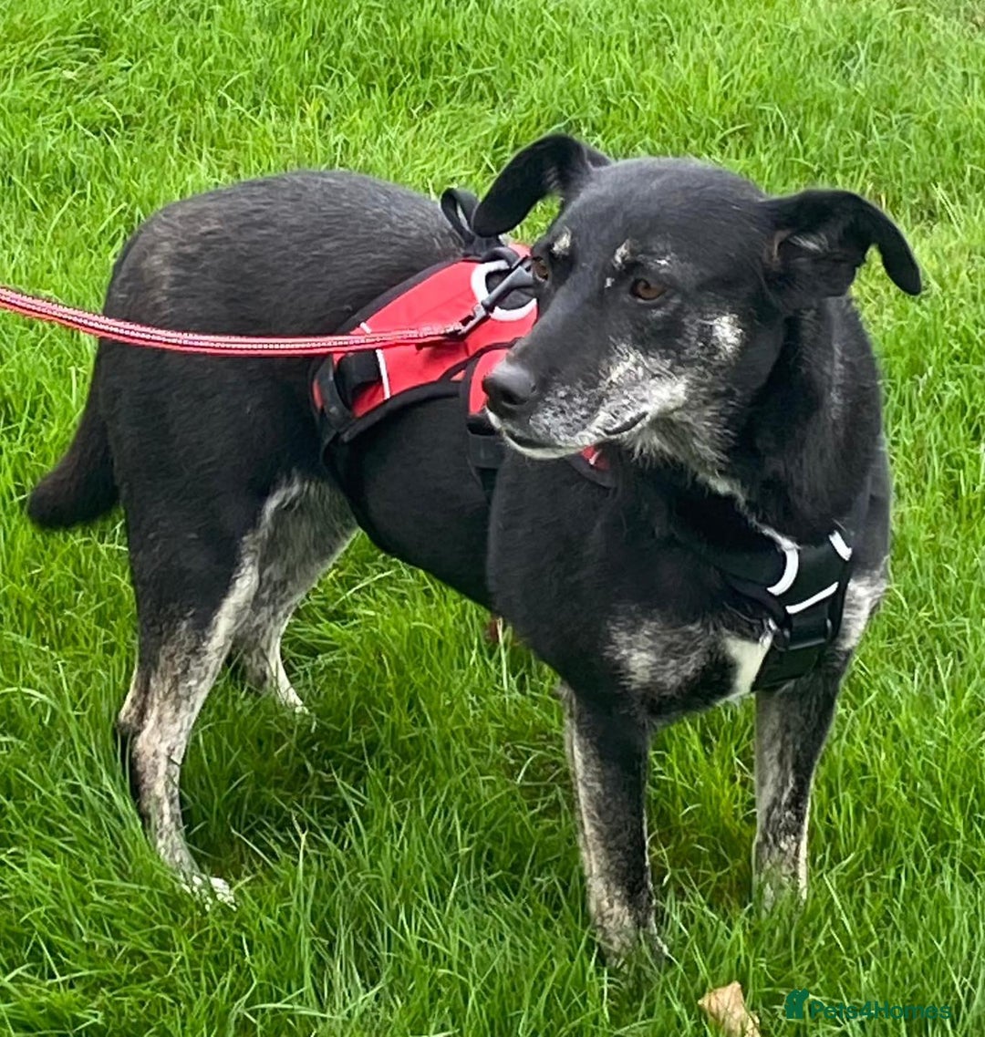 Mixed Breed dogs for adoption: Jane – looking for her forever home 🩷 - Image 3