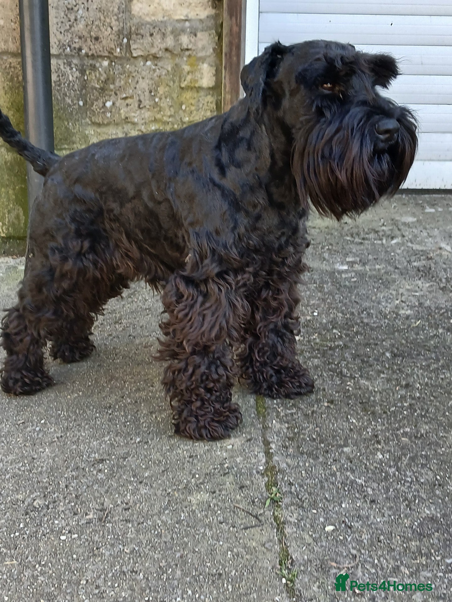 Miniature Schnauzer dogs Miniature Schnauzer for Stud - Advert 6