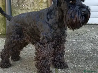 Miniature Schnauzer dogs Miniature Schnauzer for Stud - Advert 6