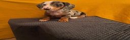 Miniature Dachshund dogs for sale: 4 miniature dachshund pups - Advert 2