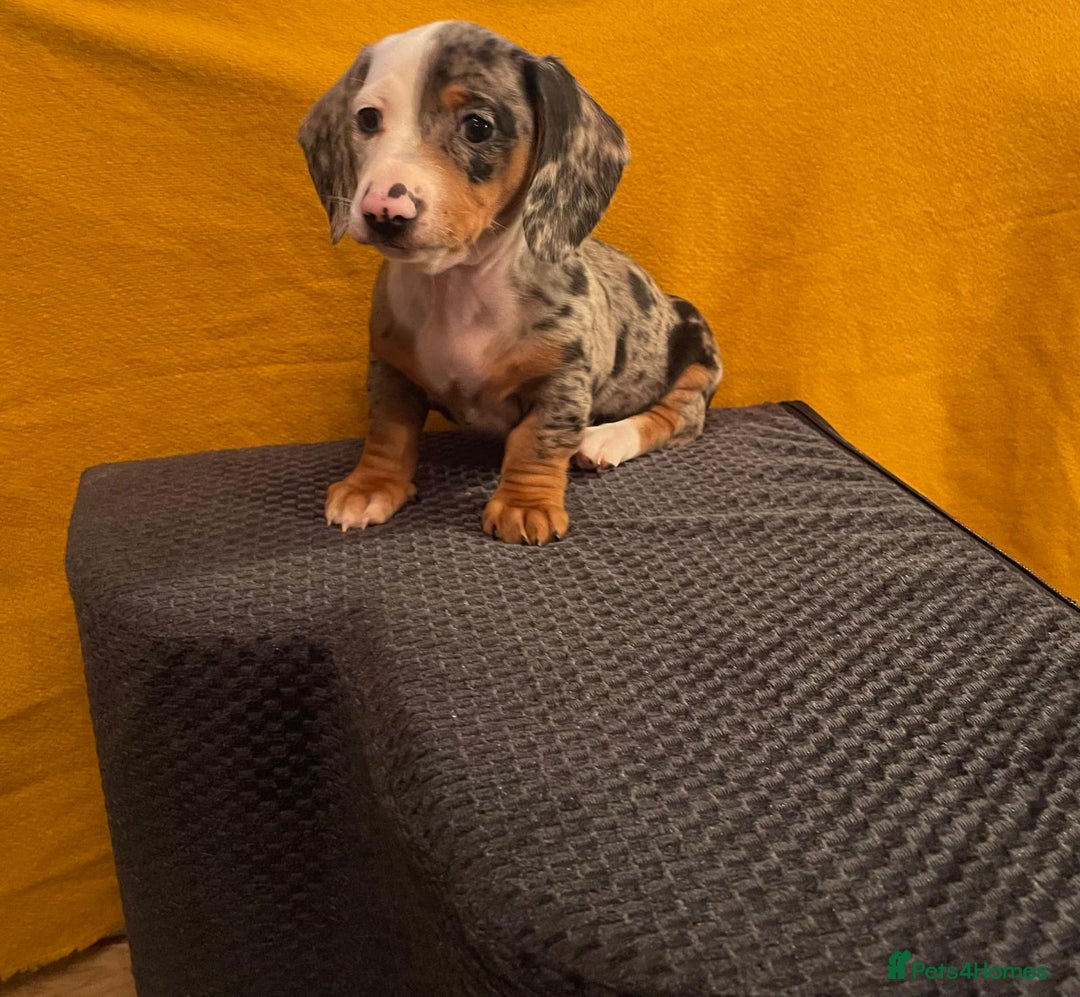 Miniature Dachshund dogs for sale: 4 miniature dachshund pups - Advert 2