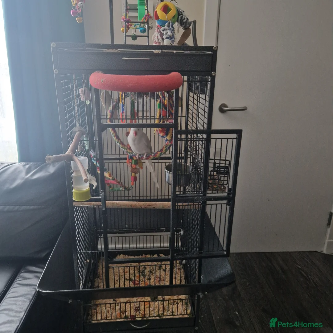 Parakeets birds for sale: Very sad day - Advert 1