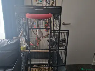 Parakeets birds Very sad day - Advert 15