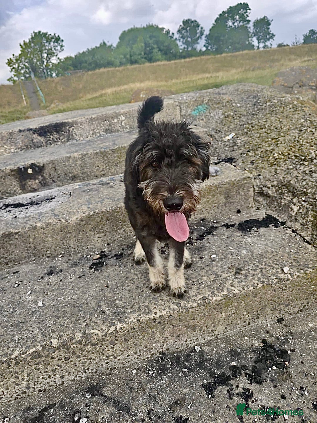 Mixed Breed dogs for sale: 10 month huskydoodle - Advert 3