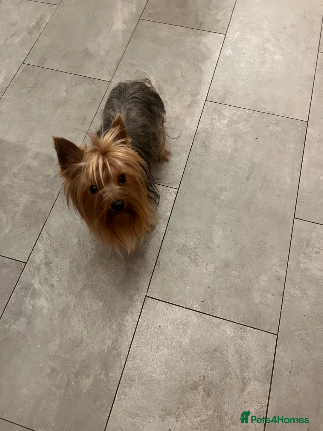 Yorkshire Terrier dogs for stud: KC Registered Yorkie Silver Stud Available - Advert 3